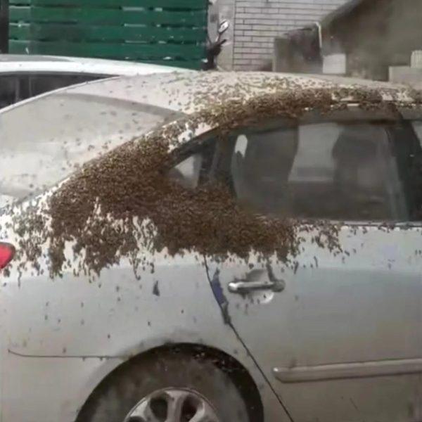 10k Bees Swarm Royal Car With Queen Bee