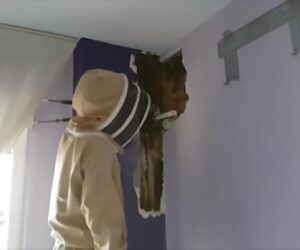 Bees In Walls Kept Couple Awake For Years