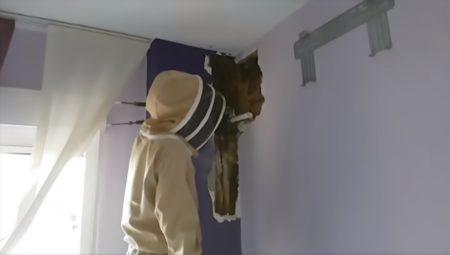 Read more about the article Bees In Walls Kept Couple Awake For Years