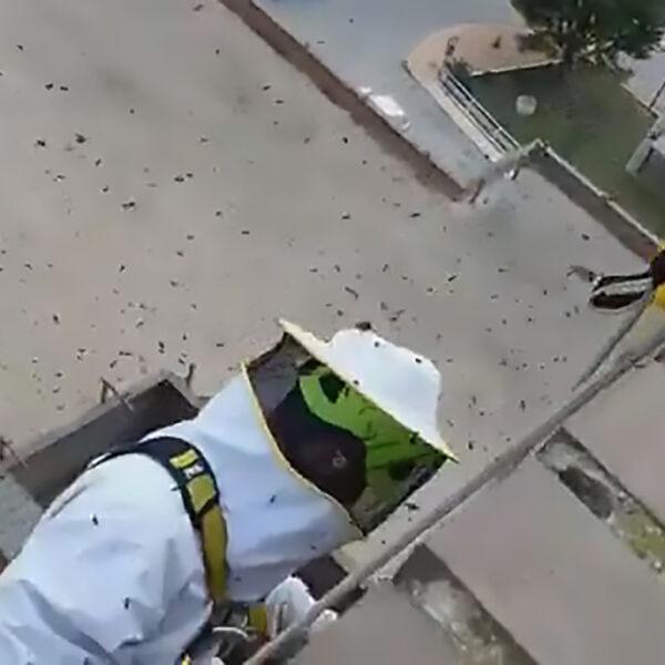 Fireman Remove Bees At COVID-Hit Hospital