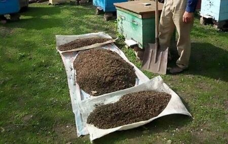 Read more about the article Thousands Of Bees Killed By Crop Spraying