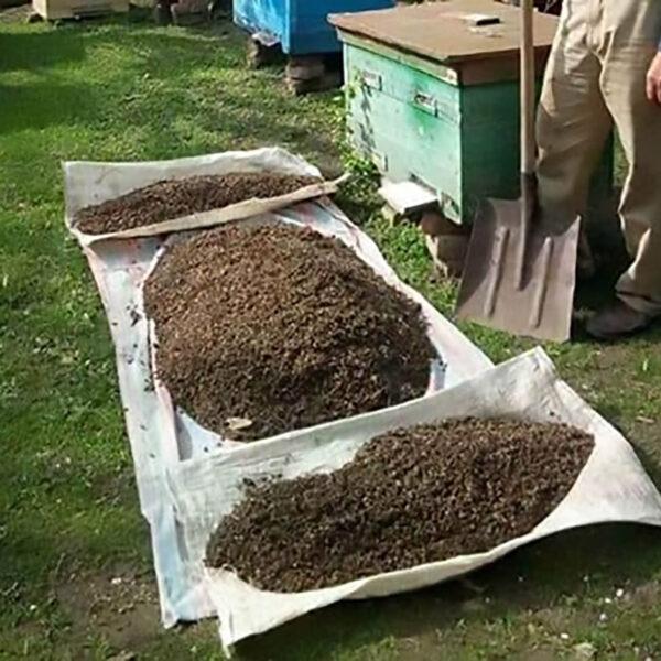 Thousands Of Bees Killed By Crop Spraying
