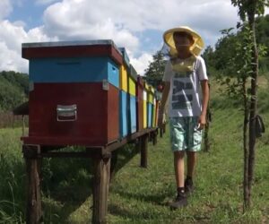 Schoolboy Is Youngest Beekeeper