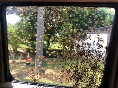 Read more about the article Riot Control As Cops Tackle Huge Swarm Of Bees