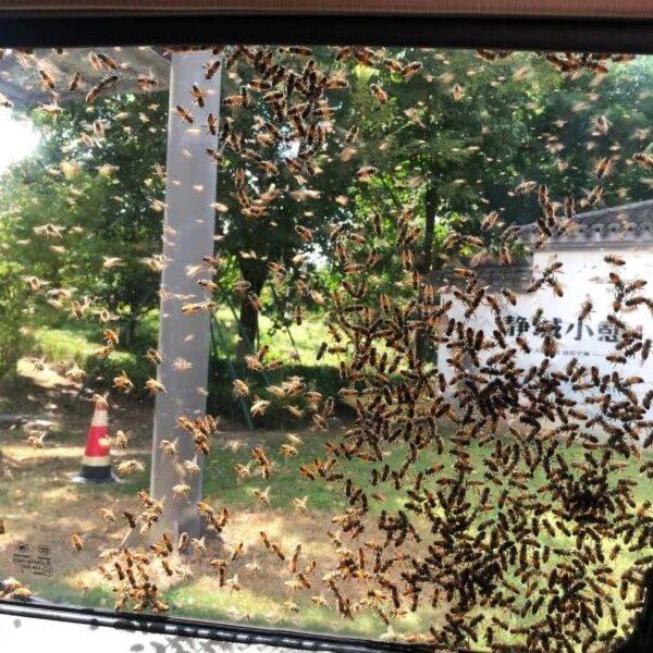 Riot Control As Cops Tackle Huge Swarm Of Bees