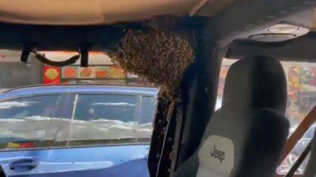Read more about the article Driver Finds Jeep Filled With Thousands Of Wayward Bees