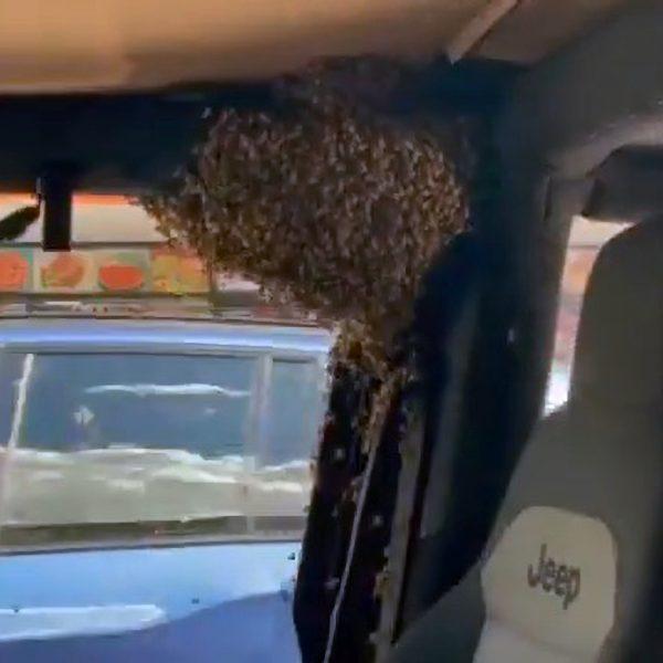 Driver Finds Jeep Filled With Thousands Of Wayward Bees