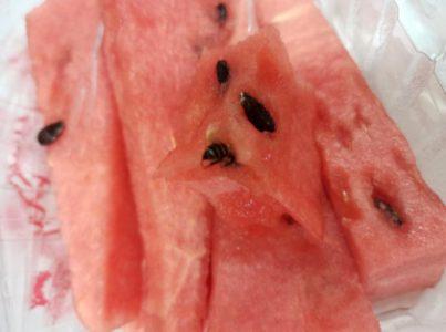 Read more about the article Woman Stung On Lip After Biting Watermelon With Bee