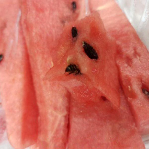 Woman Stung On Lip After Biting Watermelon With Bee