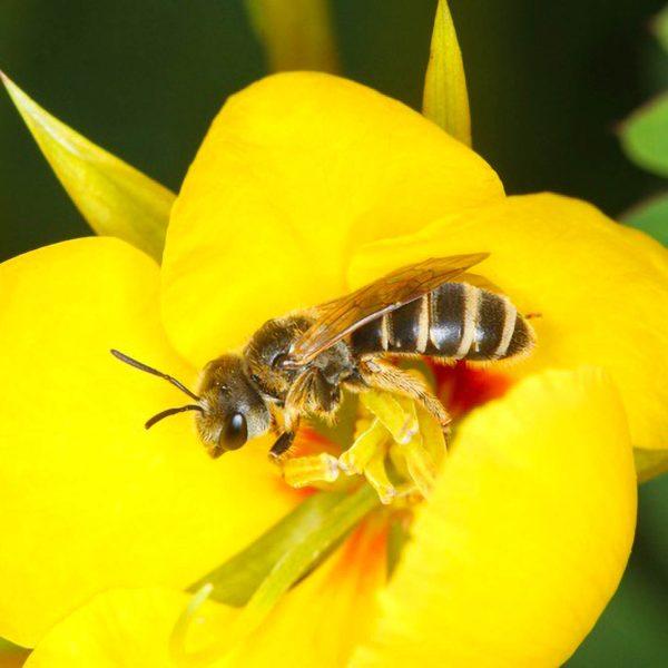Bee Diversity Vital For Healthy Ecosystems On Planet