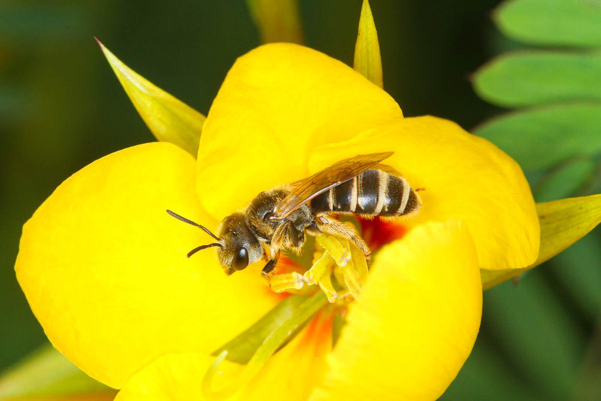 Bee Diversity Vital For Healthy Ecosystems On…