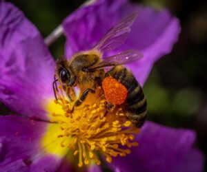 Scientists Develop Honey-Based Bee DNA Test To Monitor Hive Health