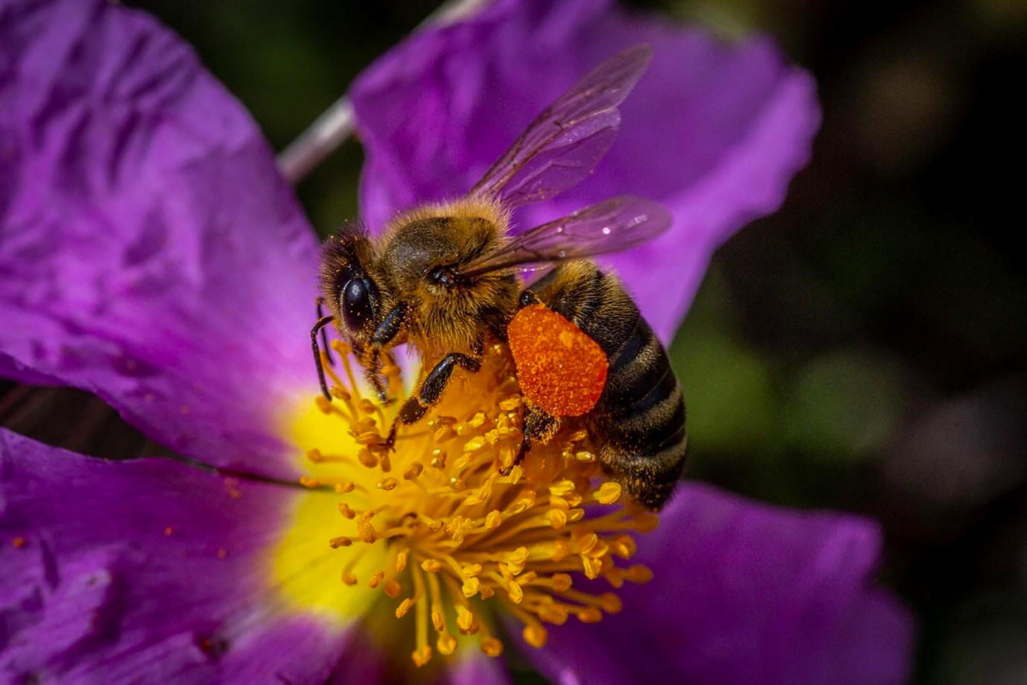Scientists Develop Honey-Based Bee DNA Test To…