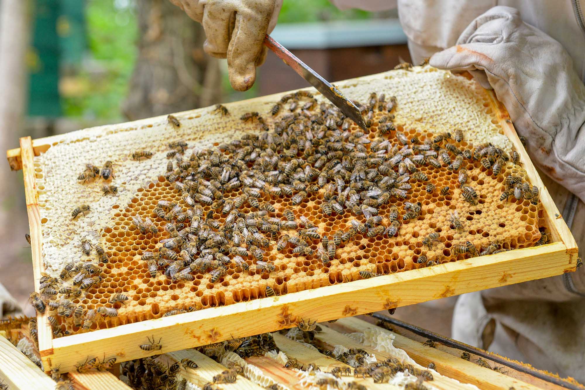 Honeybee Populations Could Be Wiped Out Worldwide…