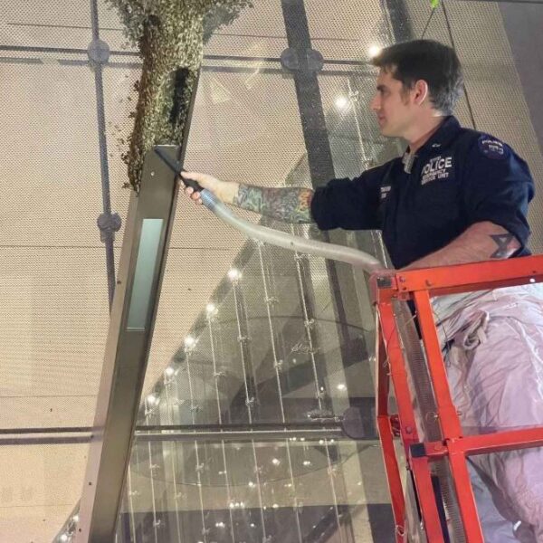NYPD Remove Bees From Side Of 3 World Trade Center