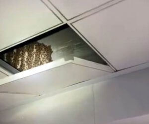 Brave Fireman Removes Monster Beehive From Kitchen Ceiling