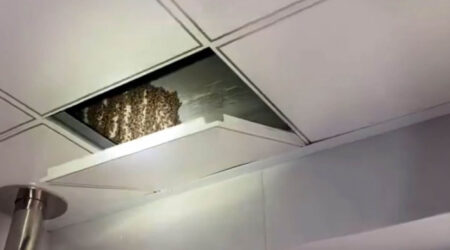 Read more about the article Brave Fireman Removes Monster Beehive From Kitchen Ceiling