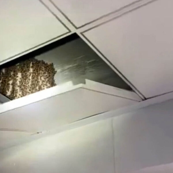 Brave Fireman Removes Monster Beehive From Kitchen Ceiling