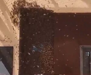 Thousands Of Bees Swarm On Cosmetic Studio Door