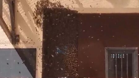 Read more about the article Thousands Of Bees Swarm On Cosmetic Studio Door