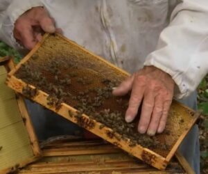 Record Number Of Bee Colonies Despite Virus Deaths