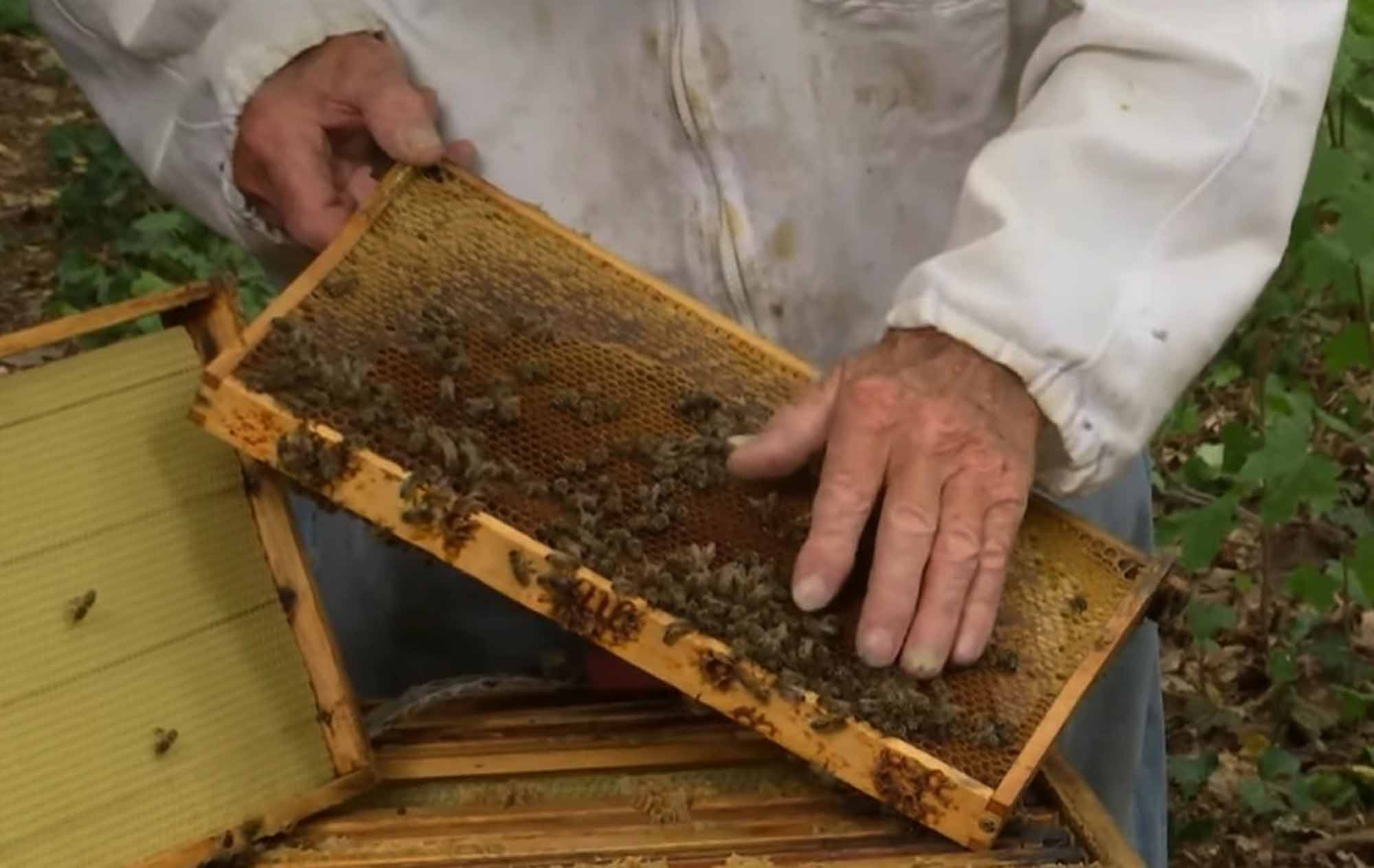 Record Number Of Bee Colonies Despite Virus…