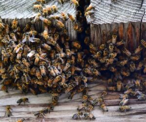 British Beekeeping Research Fund Looking For Research Projects To Support