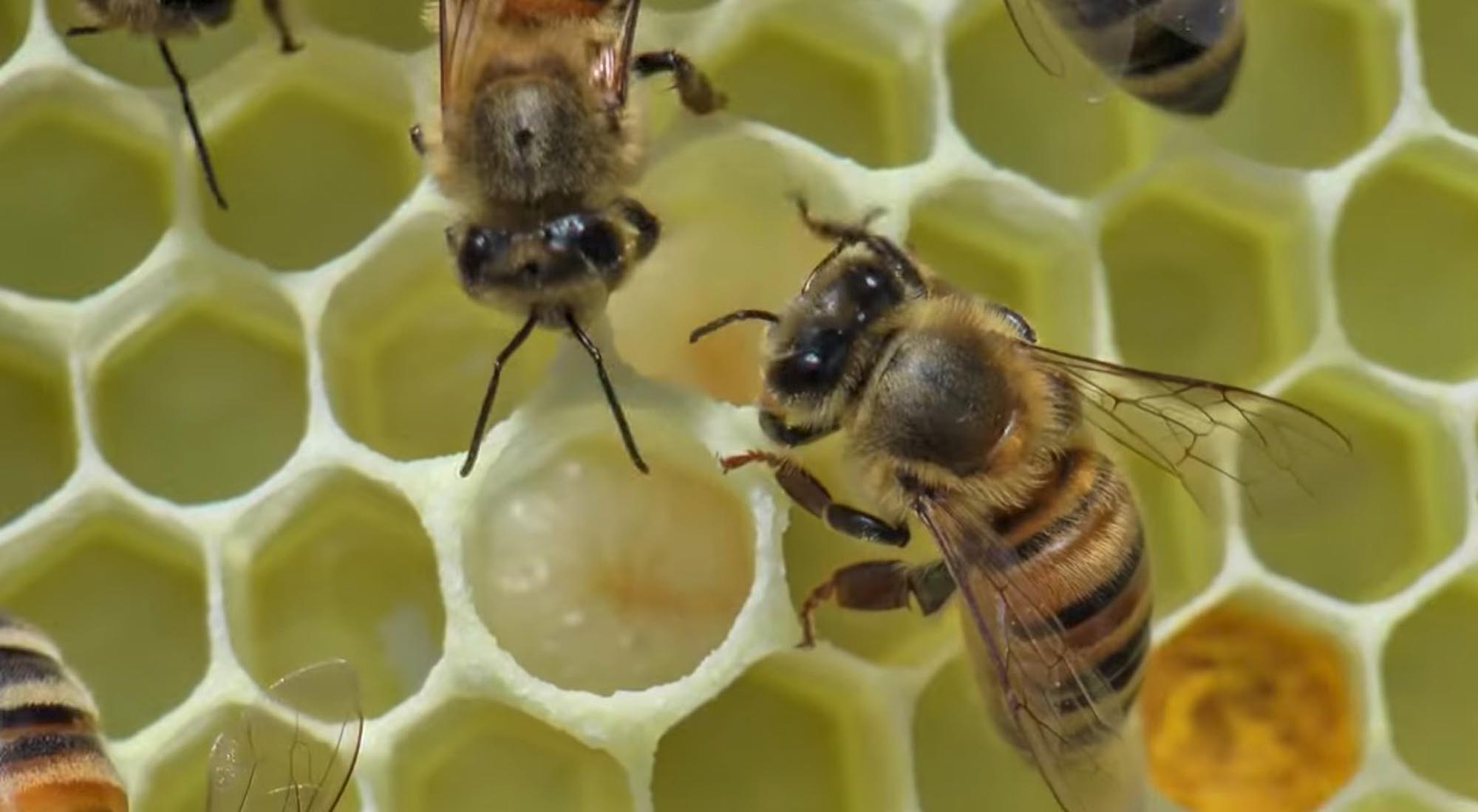 Veteran Beekeeper Welcomes Rising Interest Among Women…