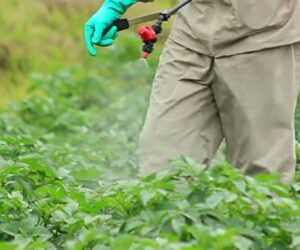 EPA Ordered To Reevaluate Controversial Insecticide