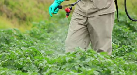 Read more about the article EPA Ordered To Reevaluate Controversial Insecticide