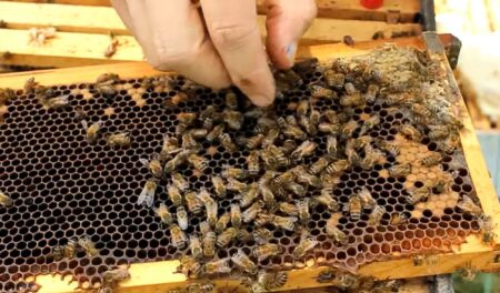 Read more about the article Lucerne Beekeepers Call For Untouched Pastures Amid Growing Varroa Mite Concerns