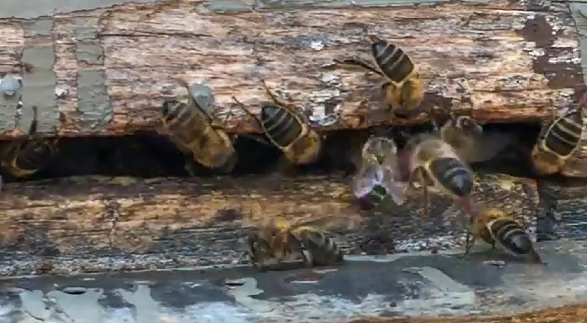German Beekeeper In Majorca Calls On Fellow…