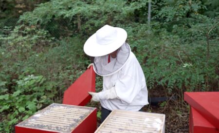 Read more about the article Bundesliga Club Installs Hives In Team Colours Near Stadium