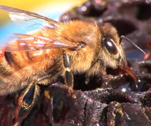 Sensible Shopping Helps Protecting Nature, Beekeeper Says