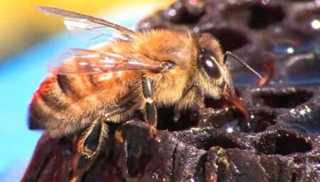 Read more about the article Wild Bees Could Die Out Due To Climate Change, Swiss Beekeeper Warns