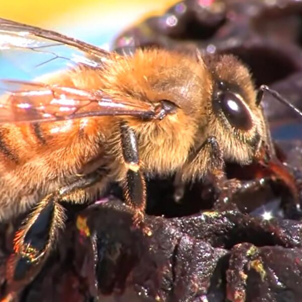 Wild Bees Could Die Out Due To Climate Change, Swiss Beekeeper Warns
