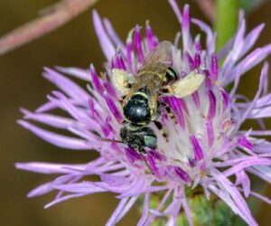 Derelict Rail Station Has Become Home To Hundreds of Wild Bee Species