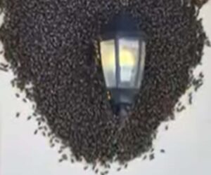 Thousands Of Bees Captured Swarming A Family’s Porch Light In Florida