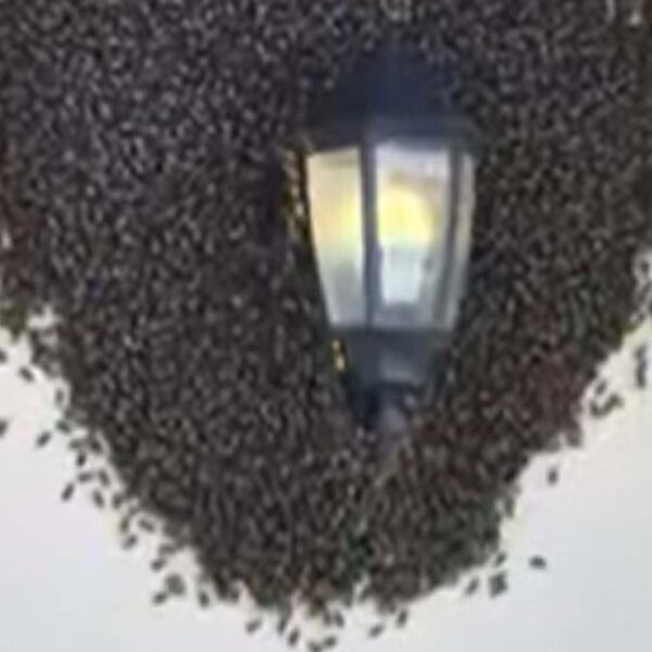Thousands Of Bees Captured Swarming A Family’s Porch Light In Florida