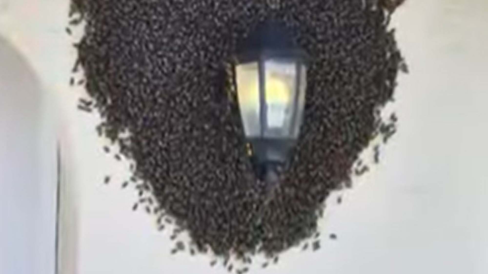 Thousands Of Bees Captured Swarming A Family’s…