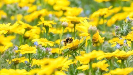 Read more about the article Different Strategies Needed To Protect Different Bee types Finds UK Study