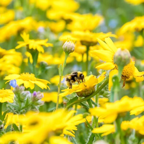 Different Strategies Needed To Protect Different Bee types Finds UK Study