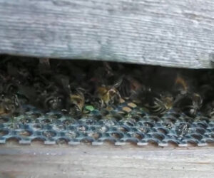 Poison Attack Claims As Beekeeper Finds 360,000 Bees Dead