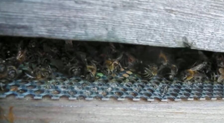Read more about the article Poison Attack Claims As Beekeeper Finds 360,000 Bees Dead