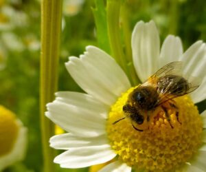 Pollination Helps Keeping Food Production Stable, Research Reveals