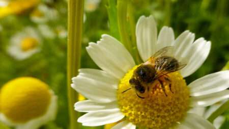 Read more about the article Pollination Helps Keeping Food Production Stable, Research Reveals