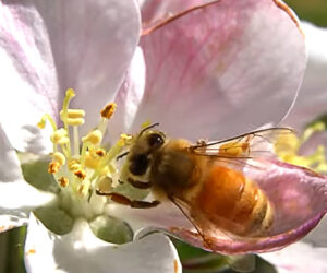 Study Confirms Rich Variety Of Bee Species Needed To Ensure Food Supply