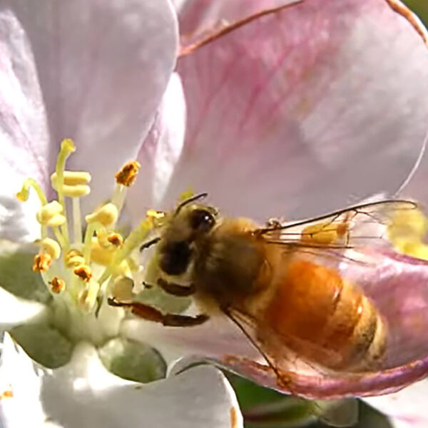 Study Confirms Rich Variety Of Bee Species Needed To Ensure Food Supply