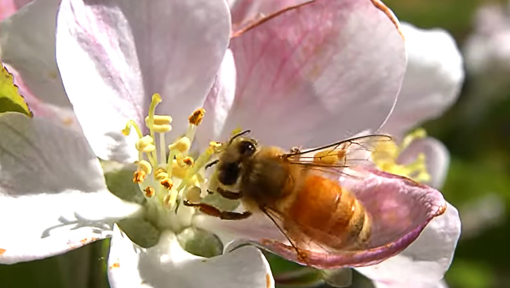 Study Confirms Rich Variety Of Bee Species…