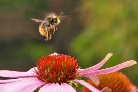 Read more about the article Rocky Mountains Bumblebee Threatened By Climate Change